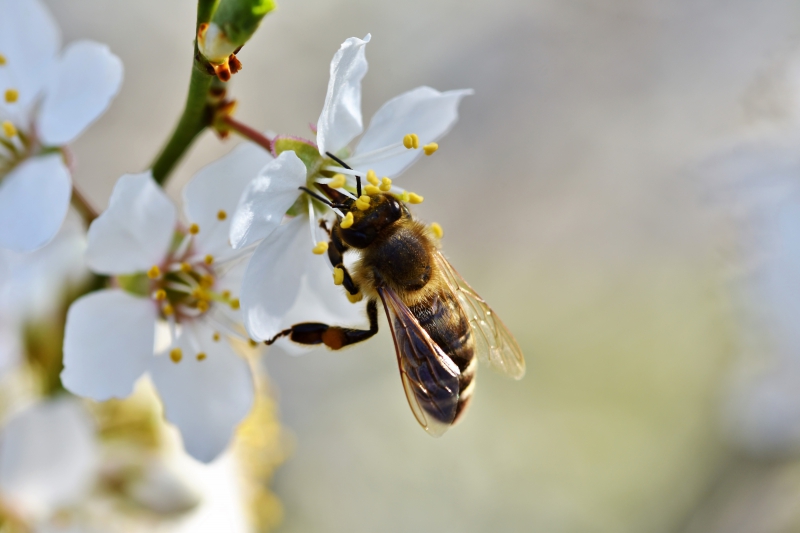 jardinerie-SILLANS LA CASCADE-min_bee-4092986